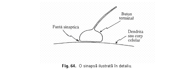 Text Box: 
Fig. 64. O sinapsa ilustrata n detaliu.

